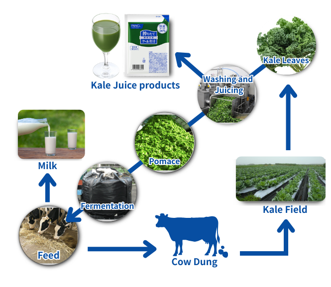 Circulation of kale remnants