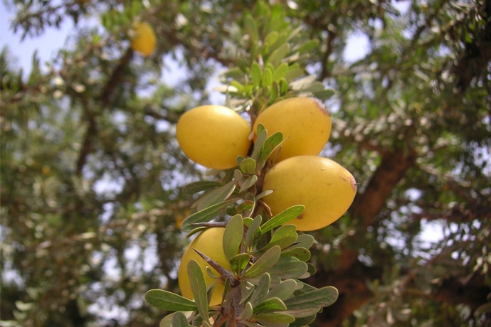 The Fruit of the Argan Tree