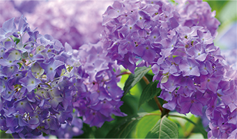 10f ファンケル スカイガーデン ファンケル 銀座スクエア 店舗情報 Fancl ファンケル