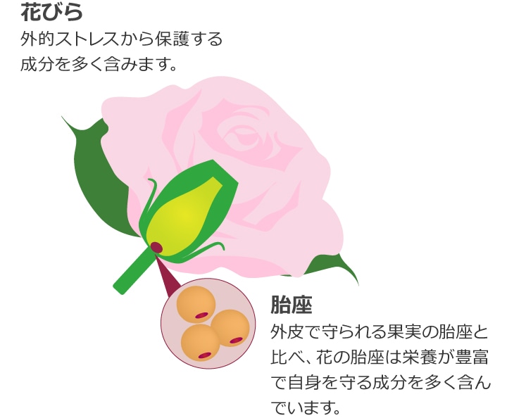 ダマスクバラの花びらと胎座