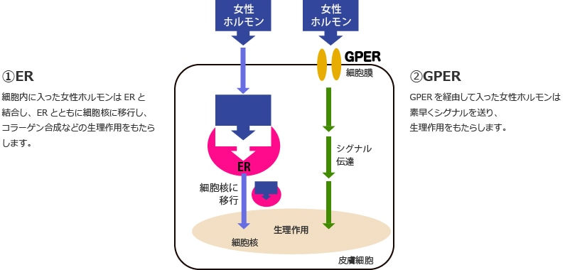 女性ホルモンの生理活性のメカニズム