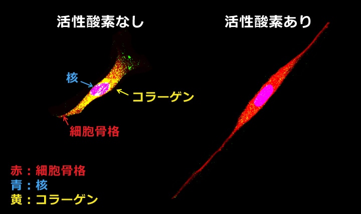 活性酸素処理によるコラーゲン産生能力の低下