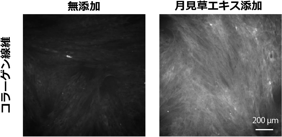 活性酸素処理によるコラーゲン産生能力の低下