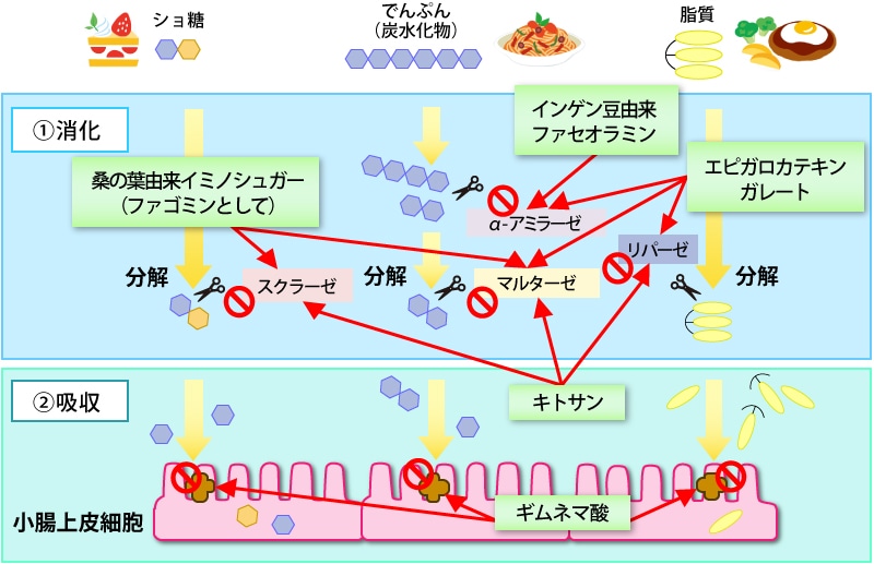 機能性関与成分