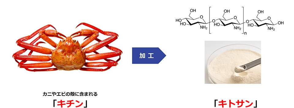 「キチン」を加工し作られる食物繊維 「キトサン」