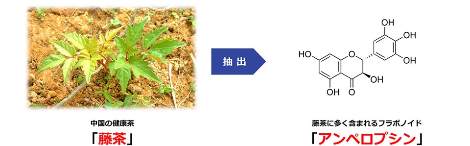 「藤茶」とそれに多く含まれているフラボノイド「アンペロプシン」