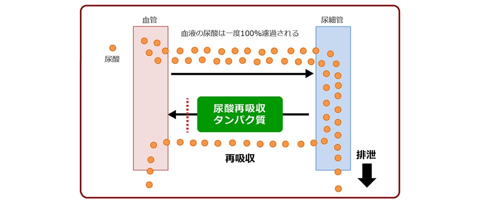 「腎臓における尿酸の排泄と再吸収