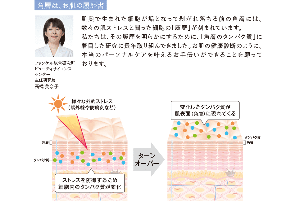 角層は、お肌の履歴書 ファンケル総合研究所　ビューティサイエンスセンター　主任研究員　高橋 美奈子 肌奥で生まれた細胞が垢となって剥がれ落ちる前の角層には、数々の肌ストレスと闘った細胞の「履歴」が刻まれています。私たちは、その履歴を明らかにするために、「角層のタンパク質」に着目した研究に長年取り組んできました。お肌の健康診断のように、本当のパーソナルケアを叶えるお手伝いができることを願っております。 様々な外的ストレス（紫外線や防腐剤など） ストレスを防御するため細胞内のタンパク質が変化 ターンオーバー 変化したタンパク質が肌表面（角層）に現れてくる