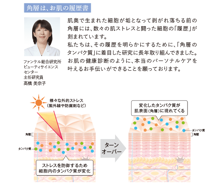 角層は、お肌の履歴書 ファンケル総合研究所　ビューティサイエンスセンター　主任研究員　高橋 美奈子 肌奥で生まれた細胞が垢となって剥がれ落ちる前の角層には、数々の肌ストレスと闘った細胞の「履歴」が刻まれています。私たちは、その履歴を明らかにするために、「角層のタンパク質」に着目した研究に長年取り組んできました。お肌の健康診断のように、本当のパーソナルケアを叶えるお手伝いができることを願っております。 様々な外的ストレス（紫外線や防腐剤など） ストレスを防御するため細胞内のタンパク質が変化 ターンオーバー 変化したタンパク質が肌表面（角層）に現れてくる