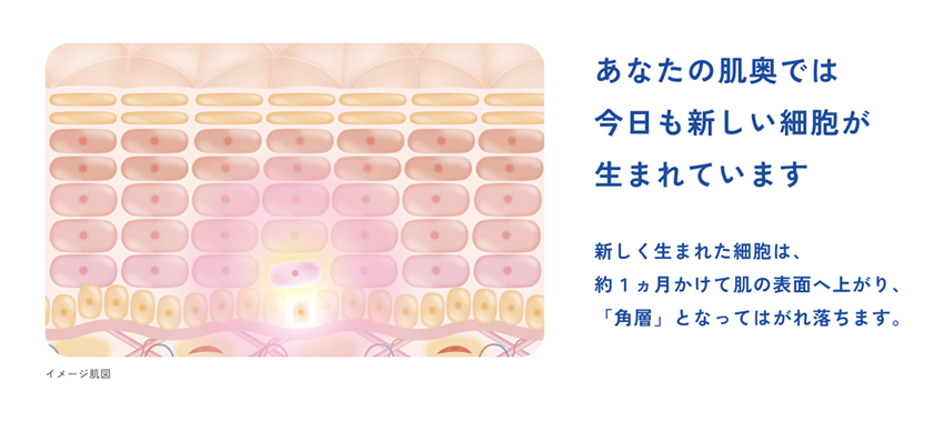あなたの肌億では今日も新しい細胞が生まれています 新しく生まれた細胞は、約1ヵ月かけて肌の表面へ上がり、「角層」なって剥がれ落ちます。